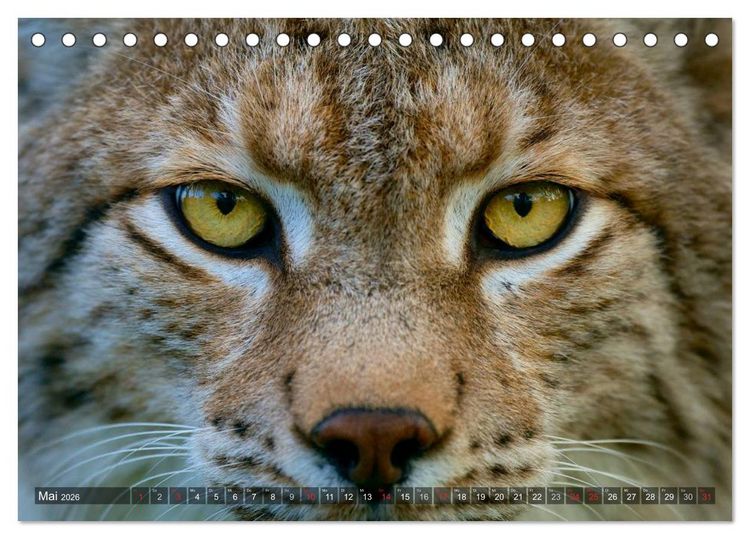 Produktbild: Der Luchs - Dem Pinselohr auf der Spur (Tischkalender 2026 DIN A5 quer), CALVENDO Monatskalender
