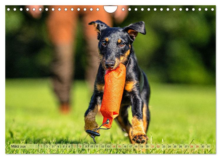 Produktbild: Deutscher Terrier - ein leidenschaftlicher J&auml;ger (Wandkalender 2026 DIN A4 quer), CALVENDO Monatskalender