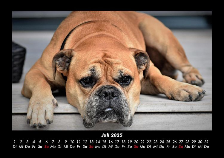 Produktbild: Hundezauber 2025 Fotokalender DIN A3