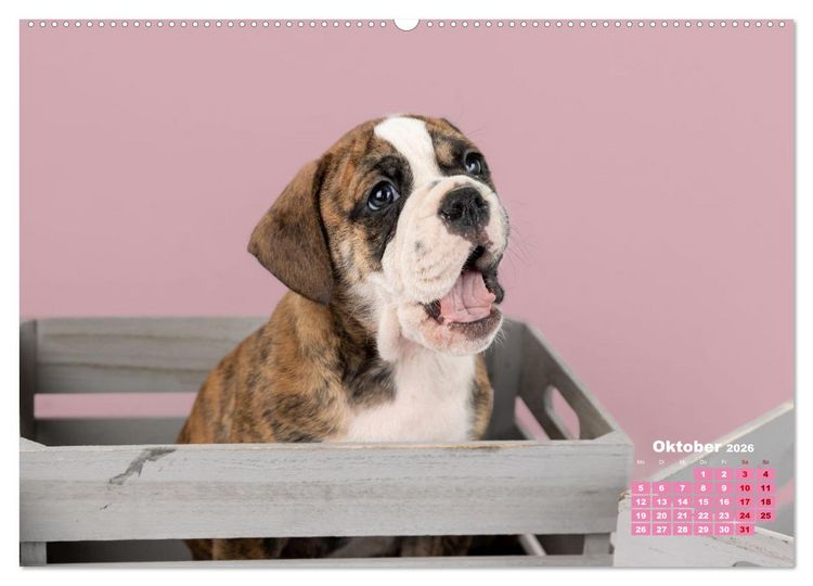 Produktbild: Old English Bulldog Welpen (hochwertiger Premium Wandkalender 2026 DIN A2 quer), Kunstdruck in Hochglanz