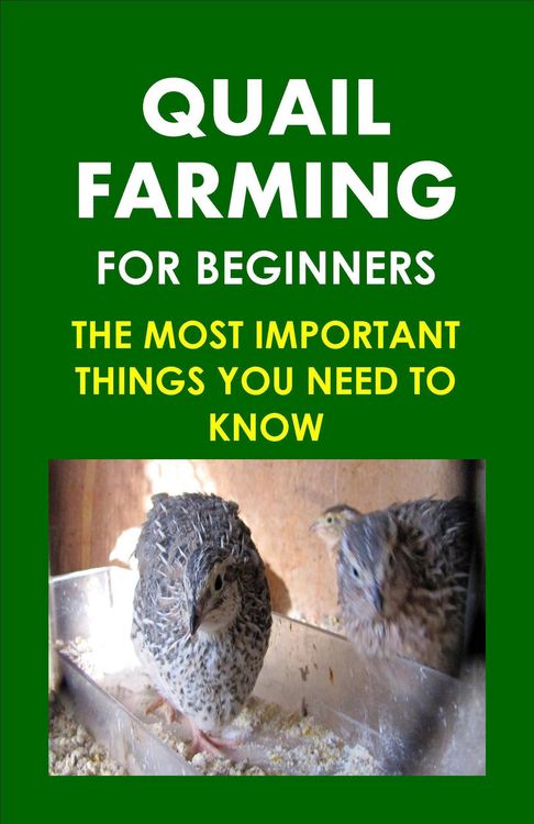 Produktbild: Quail Farming For Beginners: The Most Important Things You Need To Know