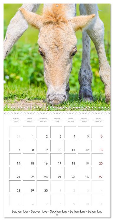 Produktbild: Konik horses (Wall Calendar 2026 12 &times; 12 Inch) CALVENDO 12 Month Wall Calendar