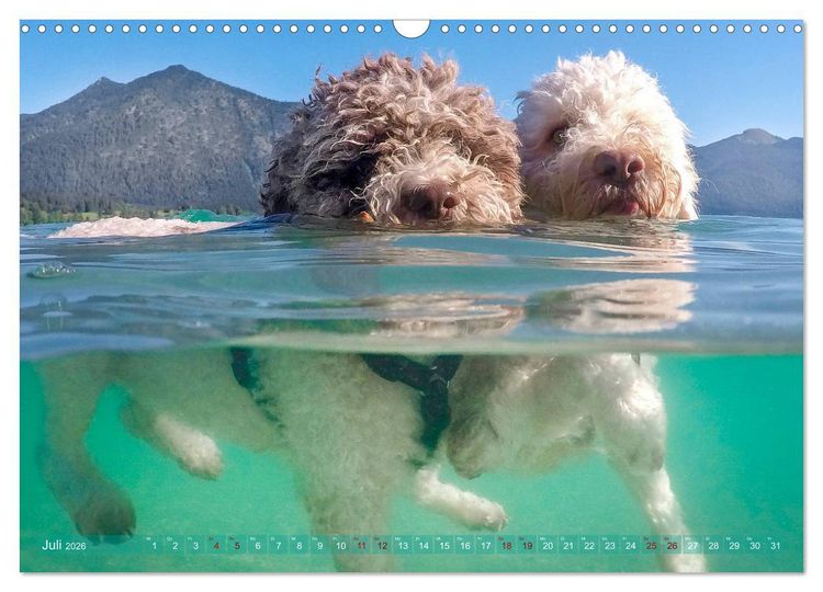 Produktbild: Lagotto Romagnolo - Wasserspiele (Wandkalender 2026 DIN A3 quer), CALVENDO Monatskalender