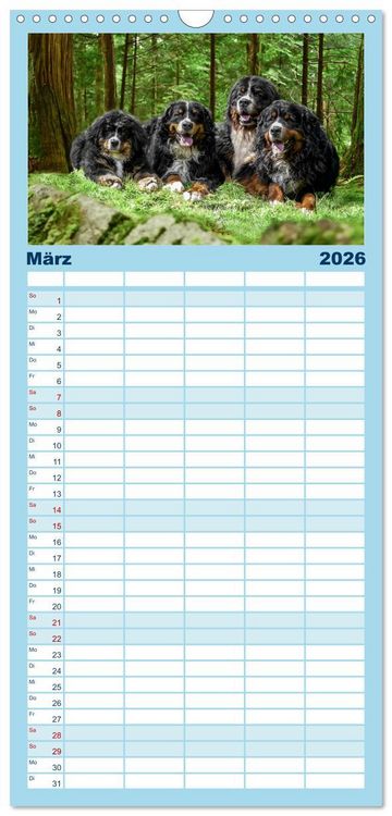 Produktbild: Familienplaner 2026 - Berner Sennenhunde - Faszinierende Herzensbrecher mit 5 Spalten (Wandkalender, 21 x 45 cm) CALVENDO