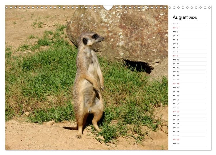 Produktbild: Erdm&auml;nnchen - Die Kobolde im Tierreich (Wandkalender 2026 DIN A3 quer), CALVENDO Monatskalender