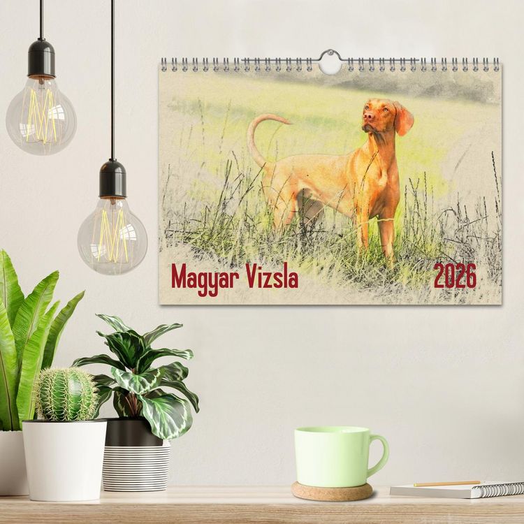 Produktbild: Magyar Vizsla 2026 (Wandkalender 2026 DIN A4 quer), CALVENDO Monatskalender