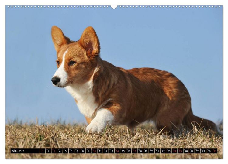 Produktbild: Welsh Corgi - Kobold auf 4 Pfoten (hochwertiger Premium Wandkalender 2026 DIN A2 quer), Kunstdruck in Hochglanz