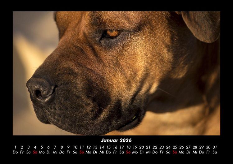 Produktbild: Hunde 2026 Fotokalender DIN A3