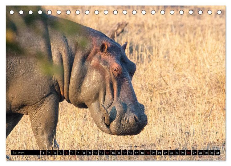 Produktbild: Hippos im s&uuml;dlichen Afrika (Tischkalender 2026 DIN A5 quer), CALVENDO Monatskalender
