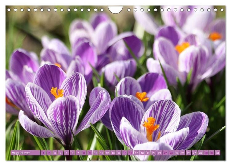 Produktbild: Lila Bl&uuml;tenzauber (Wandkalender 2026 DIN A4 quer), CALVENDO Monatskalender