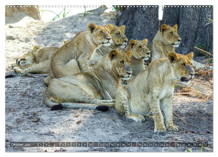 Produktbild: Katzen im Busch (hochwertiger Premium Wandkalender 2026 DIN A2 quer), Kunstdruck in Hochglanz
