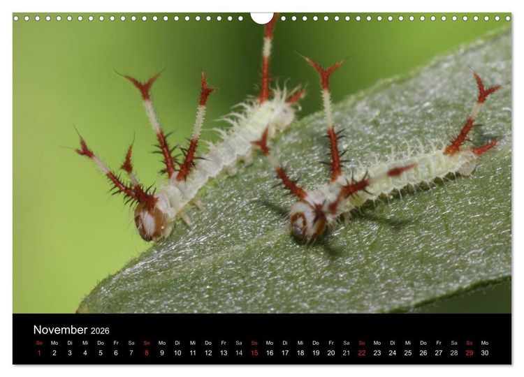 Produktbild: Faszination Schmetterlingsraupen (Wandkalender 2026 DIN A3 quer), CALVENDO Monatskalender