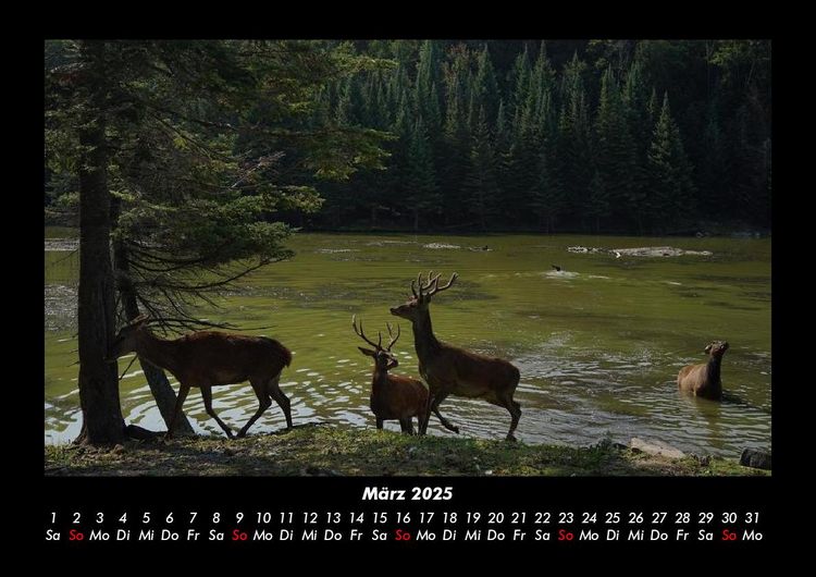 Produktbild: Waldbewohner 2025 Fotokalender DIN A3