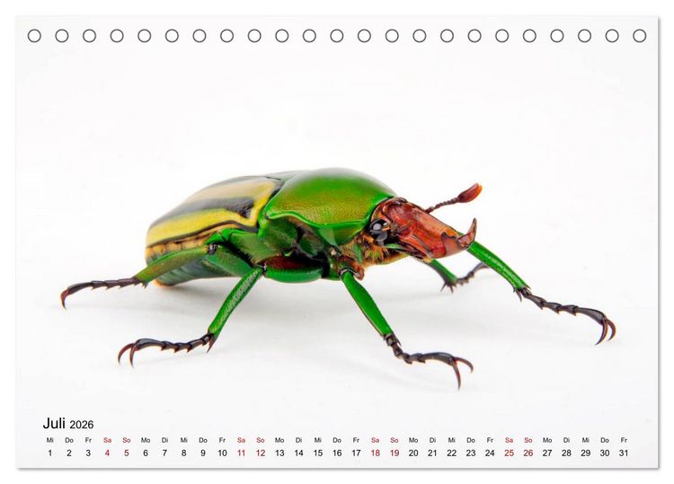 Produktbild: WIRBELLOS (Tischkalender 2026 DIN A5 quer), CALVENDO Monatskalender