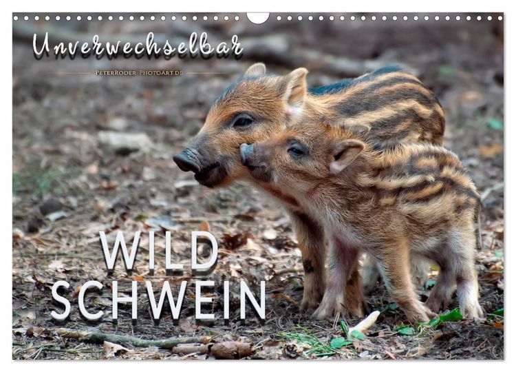 Produktbild: Unverwechselbar - Wildschwein (Wandkalender 2026 DIN A3 quer), CALVENDO Monatskalender