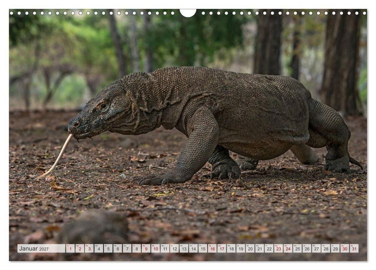 Produktbild: Drachen: Geheimnisvolles Tierreich (Wandkalender 2027 DIN A3 quer), CALVENDO Monatskalender