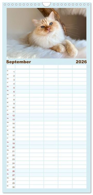 Produktbild: Familienplaner 2026 - Heilige Birma Katzen - Eine Rasse mit traumhaft blauen Augen. mit 5 Spalten (Wandkalender, 21 x 45 cm) CALVENDO