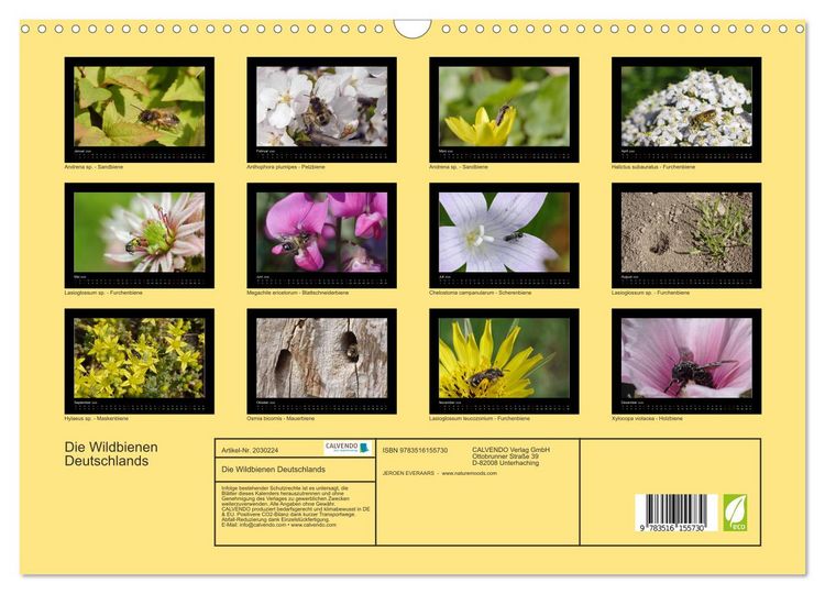 Produktbild: Die Wildbienen Deutschlands (Wandkalender 2026 DIN A3 quer), CALVENDO Monatskalender