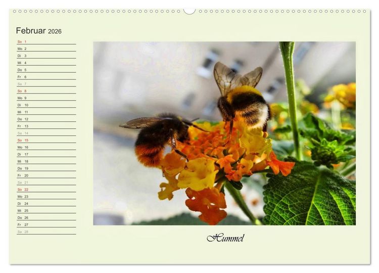 Produktbild: Blaue Holzbiene &ndash; Hummel &ndash; und Taubenschw&auml;nzchen. (hochwertiger Premium Wandkalender 2026 DIN A2 quer), Kunstdruck in Hochglanz