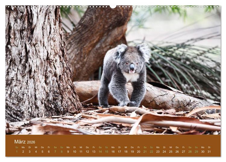 Produktbild: Koalas, putzige Gesellen (Wandkalender 2026 DIN A2 quer), CALVENDO Monatskalender
