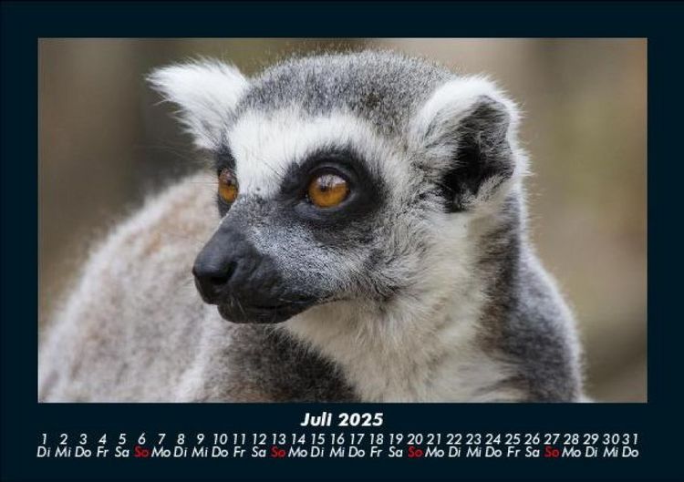 Produktbild: Tiere in der Wildnis 2025 Fotokalender DIN A5