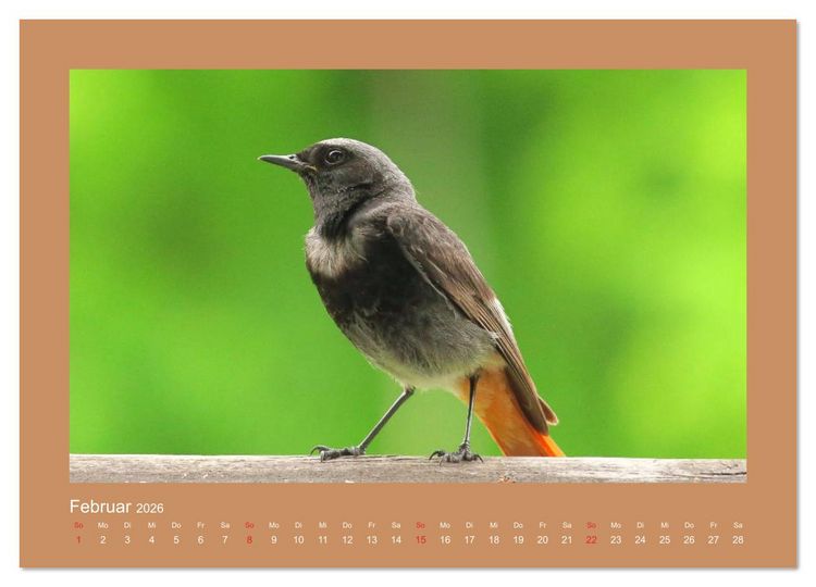 Produktbild: Vogelportr&auml;ts - Heimische V&ouml;gel auf meinem Balkon (hochwertiger Premium Wandkalender 2026 DIN A2 quer), Kunstdruck in Hochglanz