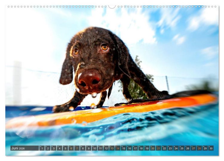 Produktbild: bunte Tierfotografie an Land und im Wasser (hochwertiger Premium Wandkalender 2026 DIN A2 quer), Kunstdruck in Hochglanz