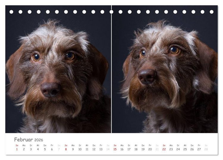 Produktbild: charakterstarke Hunde, wundersch&ouml;ne Hundeportraits (Tischkalender 2026 DIN A5 quer), CALVENDO Monatskalender