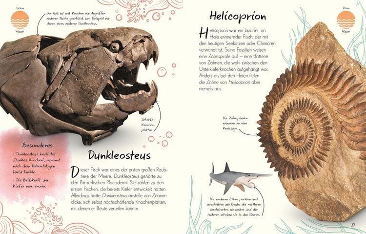 Produktbild: Wundervolle Welt - Kleine Sch&auml;tze. Fossilien