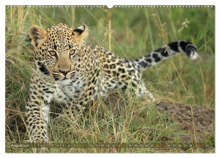 Produktbild: L&ouml;wen und Leoparden - Begegnungen in Afrika (hochwertiger Premium Wandkalender 2026 DIN A2 quer), Kunstdruck in Hochglanz