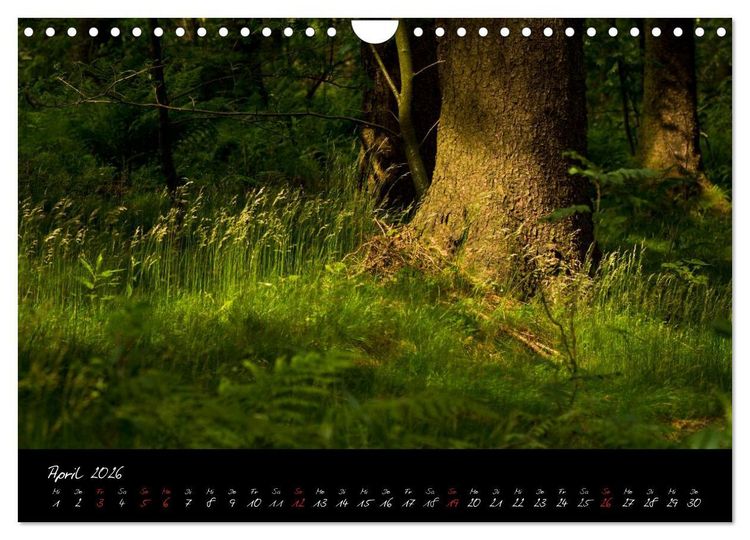 Produktbild: Wald (Wandkalender 2026 DIN A4 quer), CALVENDO Monatskalender