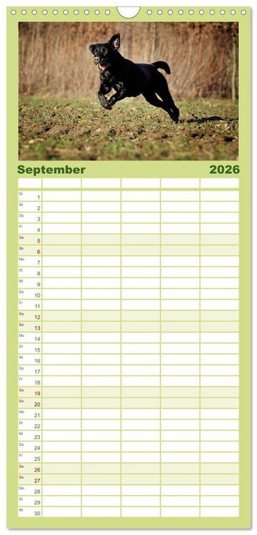 Produktbild: Familienplaner 2026 - Labrador Retriever mit 5 Spalten (Wandkalender, 21 x 45 cm) CALVENDO