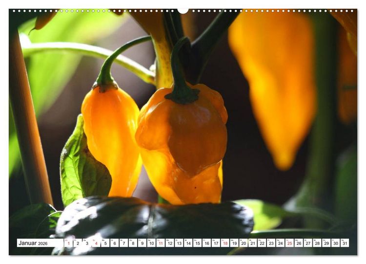 Produktbild: F&uuml;r Chili Liebhaber (hochwertiger Premium Wandkalender 2026 DIN A2 quer), Kunstdruck in Hochglanz