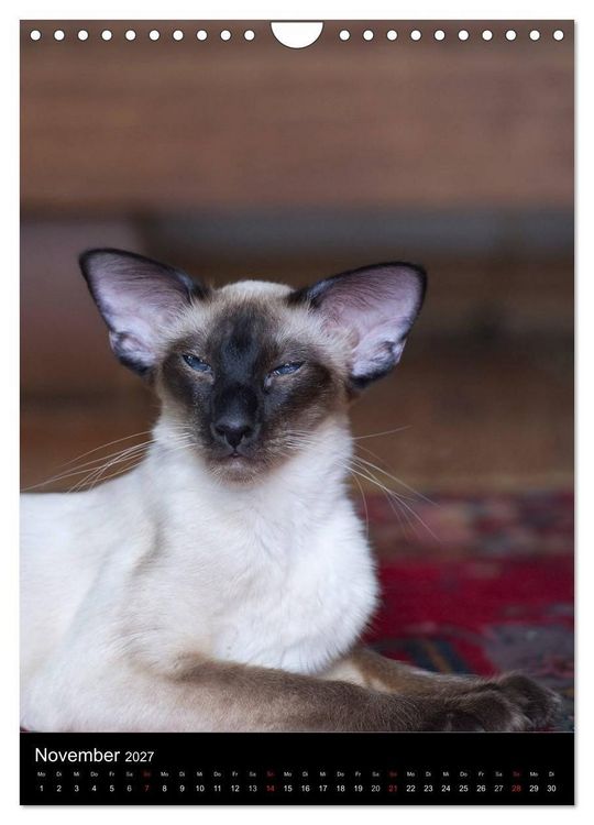 Produktbild: Orientalische Katzen 2027 (Wandkalender 2027 DIN A4 hoch), CALVENDO Monatskalender