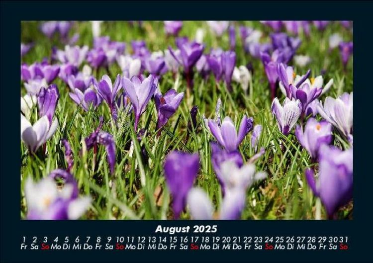 Produktbild: Blumentr&auml;ume 2025 Fotokalender DIN A5