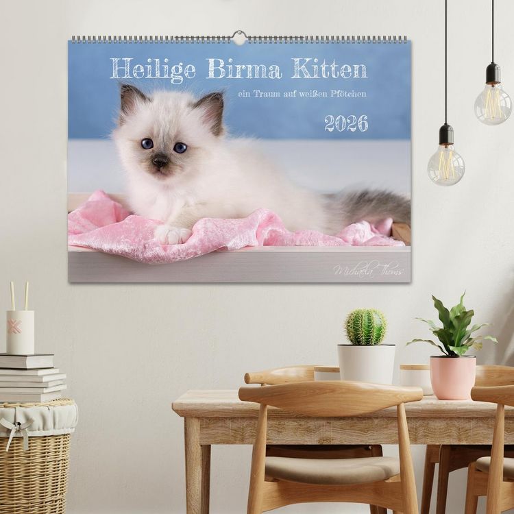 Produktbild: Heilige Birma Kitten - ein Traum auf wei&szlig;en Pf&ouml;tchen (Wandkalender 2026 DIN A2 quer), CALVENDO Monatskalender