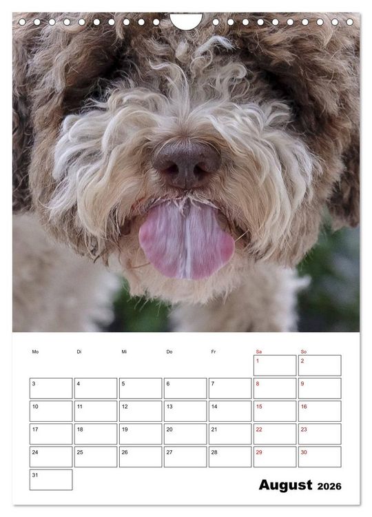 Produktbild: Lagotto Romagnolo - Lustige Zwerge (Wandkalender 2026 DIN A4 hoch), CALVENDO Monatskalender