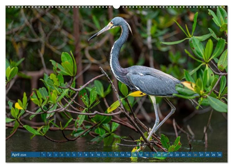 Produktbild: Blaureiher und Dreifarbenreiher (Wandkalender 2026 DIN A2 quer), CALVENDO Monatskalender