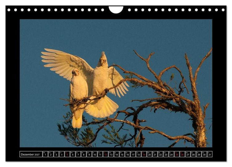 Produktbild: V&ouml;gel von "Down Under" Australien (Wandkalender 2027 DIN A4 quer), CALVENDO Monatskalender