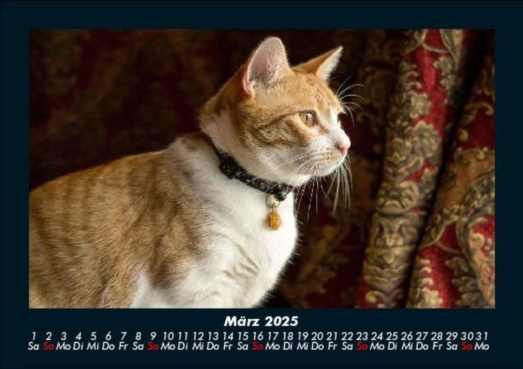 Produktbild: F&uuml;r Katzenfreunde 2025 Fotokalender DIN A5