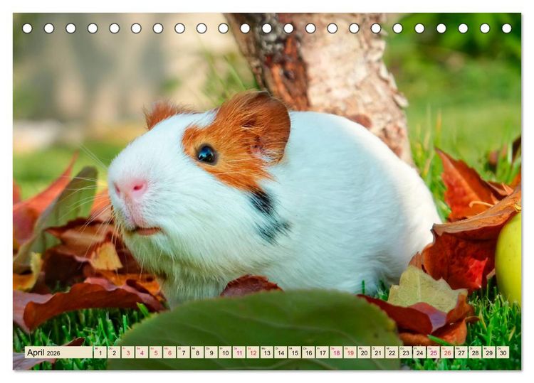 Produktbild: Meerschweinchen - so s&uuml;&szlig; (Tischkalender 2026 DIN A5 quer), CALVENDO Monatskalender