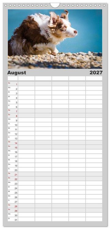 Produktbild: Familienplaner 2027 - Australian Shepherd - Traum auf vier Pfoten mit 5 Spalten (Wandkalender, 21 x 45 cm) CALVENDO