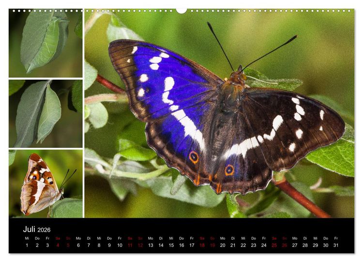 Produktbild: Schmetterlinge - Wunder der Verwandlung (hochwertiger Premium Wandkalender 2026 DIN A2 quer), Kunstdruck in Hochglanz