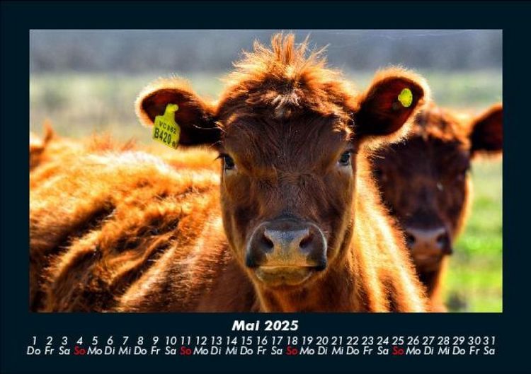 Produktbild: Tiere auf dem Bauernhof 2025 Fotokalender DIN A5