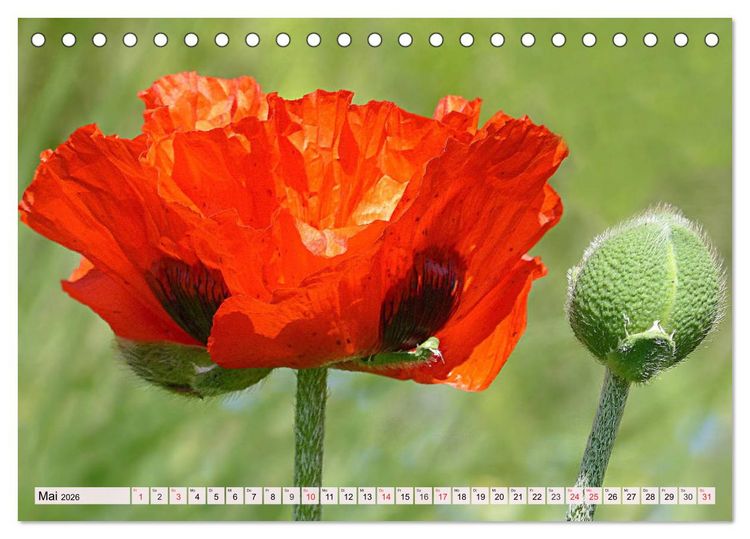 Produktbild: Mohnblumen. Leuchtender Liebreiz auf Wiesen und in G&auml;rten (Tischkalender 2026 DIN A5 quer), CALVENDO Monatskalender