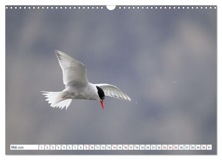 Produktbild: S&uuml;dgeorgien - Abgelegenes Naturparadies (Wandkalender 2026 DIN A3 quer), CALVENDO Monatskalender