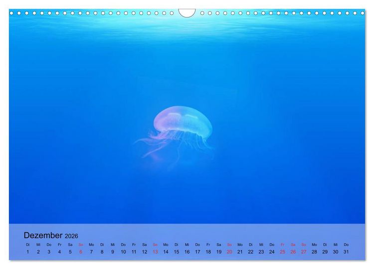 Produktbild: Quallen. Die Welt der Medusen (Wandkalender 2026 DIN A3 quer), CALVENDO Monatskalender