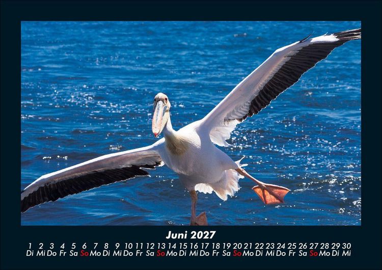 Produktbild: V&ouml;gel 2027 Fotokalender DIN A5