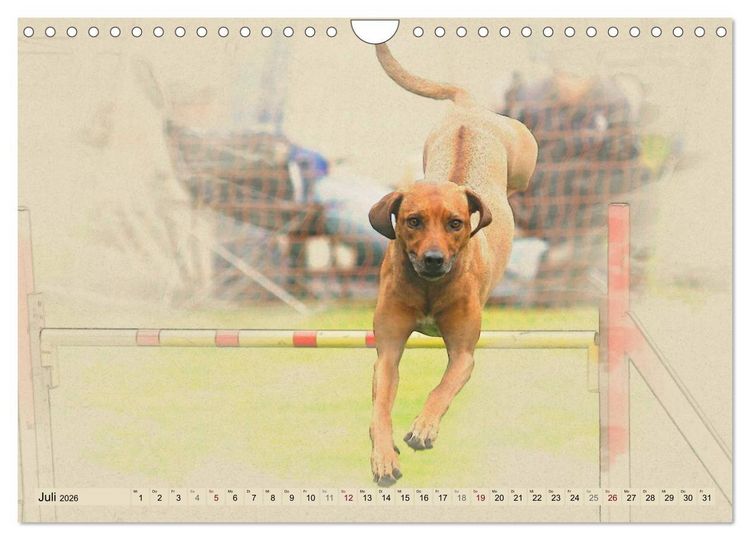 Produktbild: Rhodesian Ridgeback 2026 (Wandkalender 2026 DIN A4 quer), CALVENDO Monatskalender