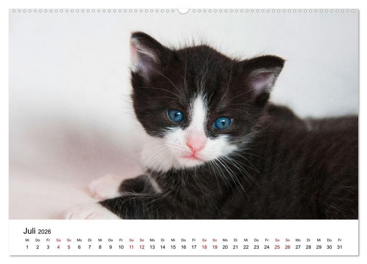 Produktbild: Katzenbabys (Wandkalender 2026 DIN A2 quer), CALVENDO Monatskalender